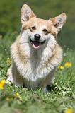 CORGI PEMBROKE 615